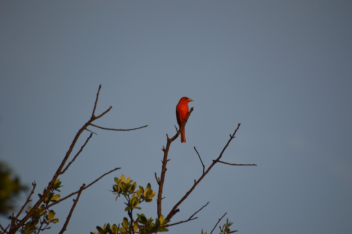 Summer Tanager - Andrew Moore