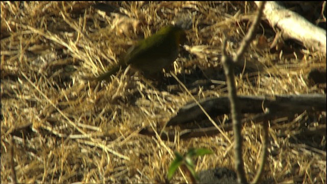 Cuban Grassquit - ML458909