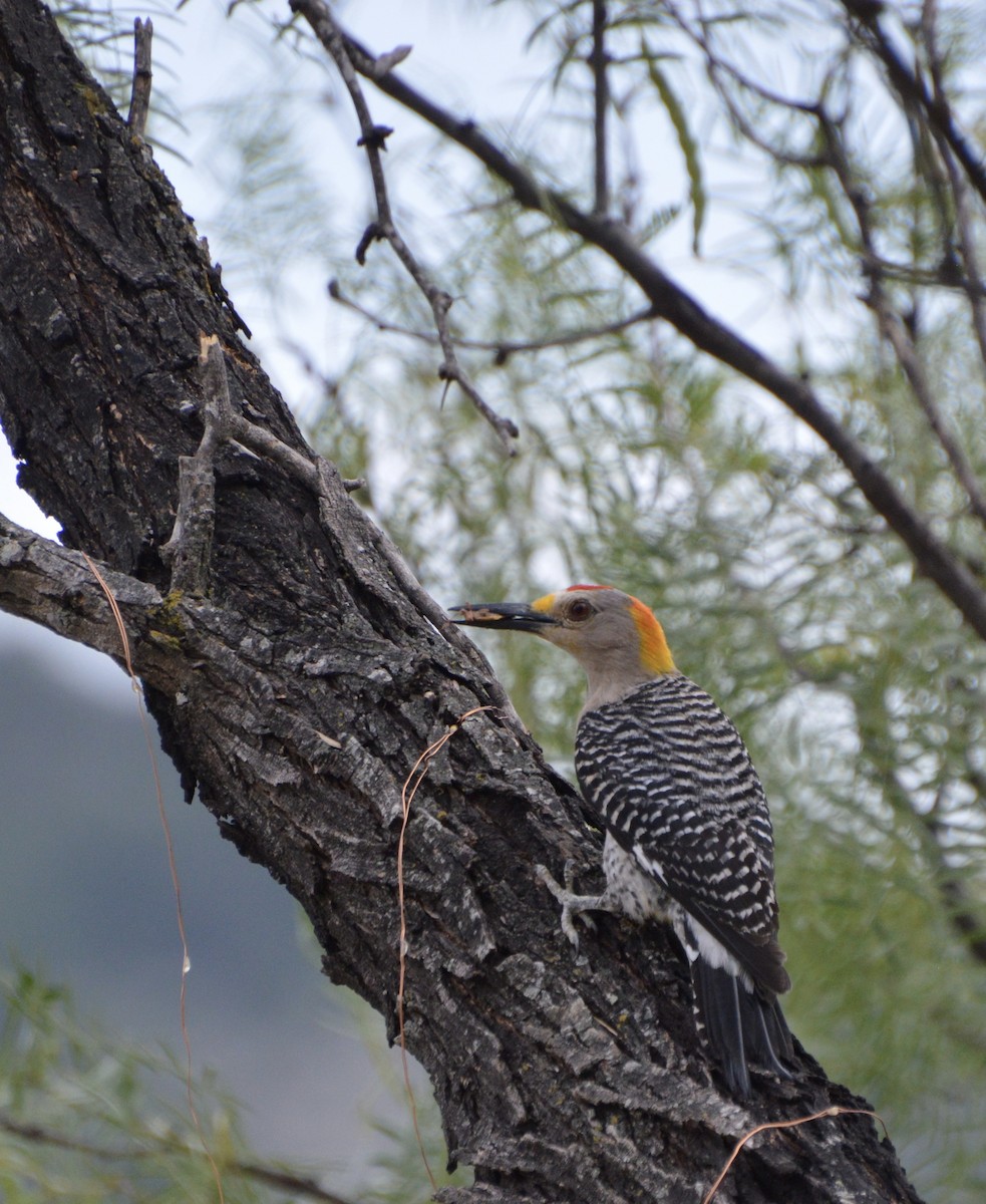 Golden-fronted Woodpecker - ML458909131