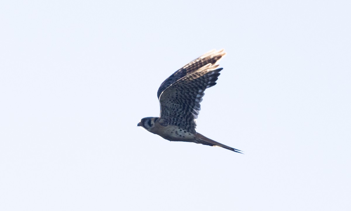 American Kestrel - Brian Sullivan