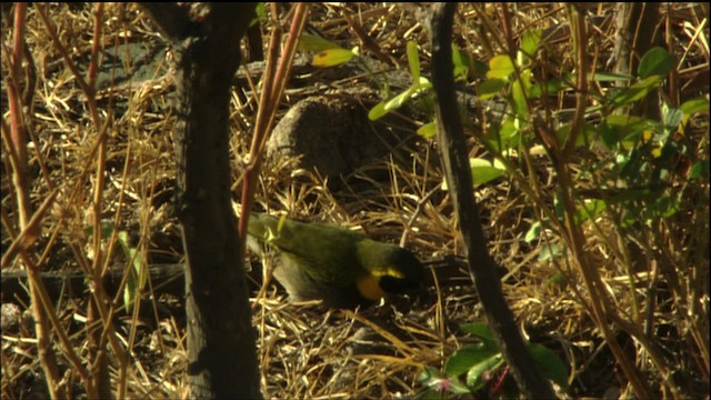 Cuban Grassquit - ML458910