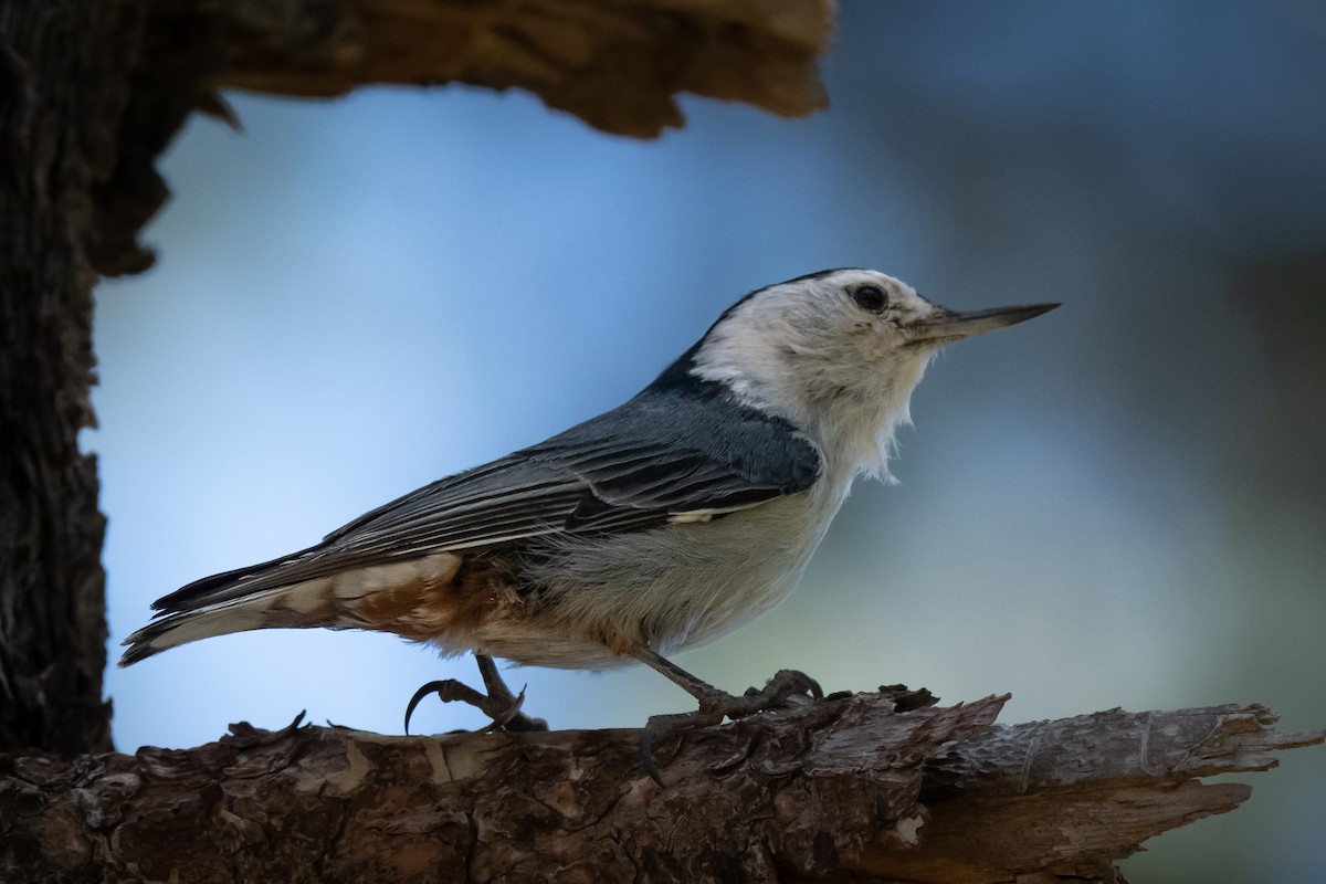 White-breasted Nuthatch - Sean Crockett