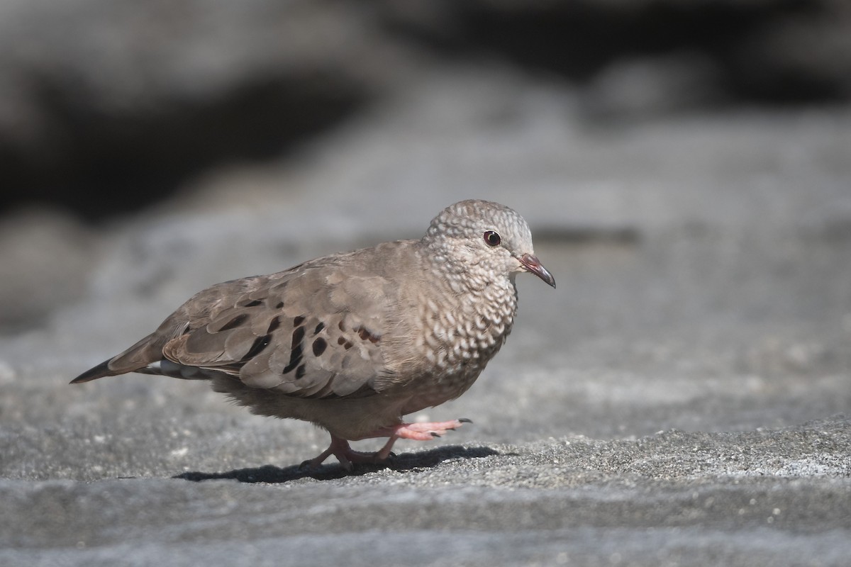 Common Ground Dove - LeShun Smith