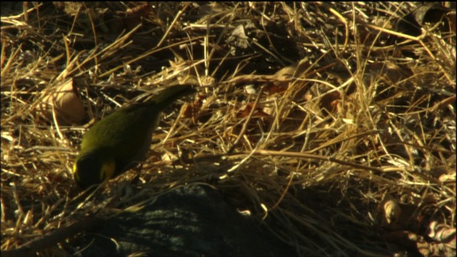 Cuban Grassquit - ML458911