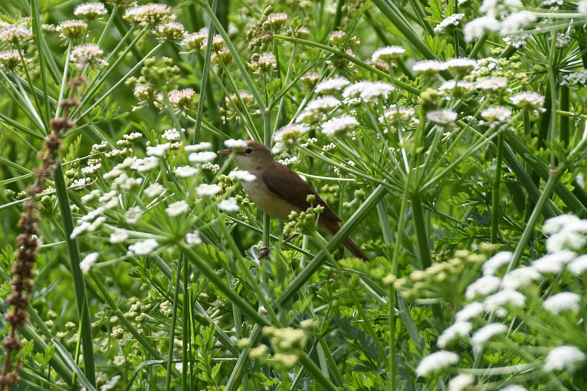 Common Reed Warbler - ML458912301