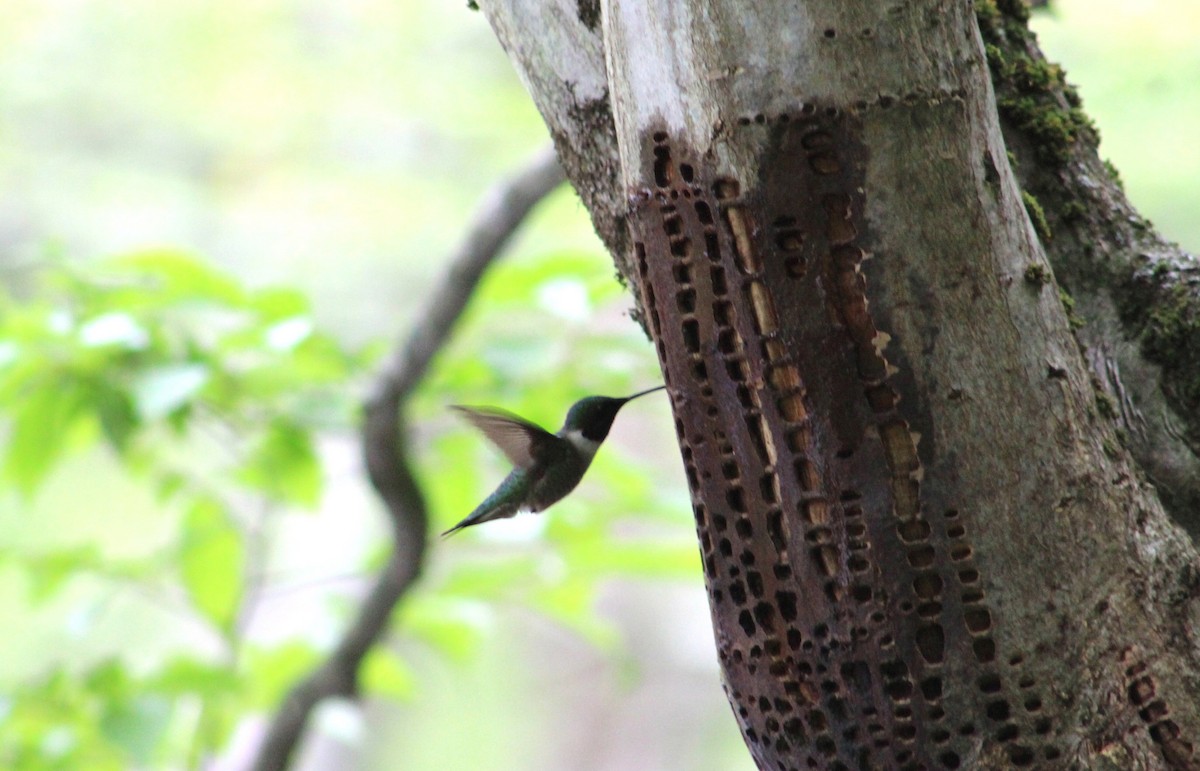 Ruby-throated Hummingbird - ML458913171