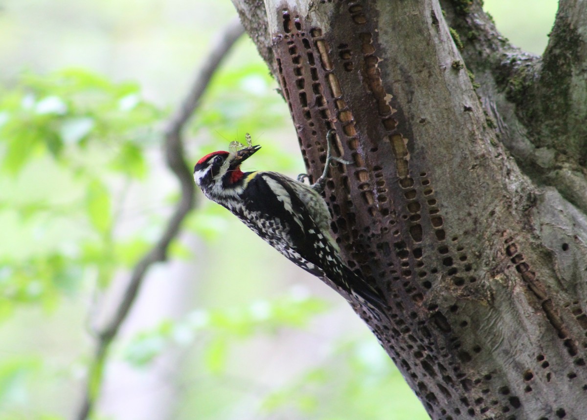 Yellow-bellied Sapsucker - ML458913581