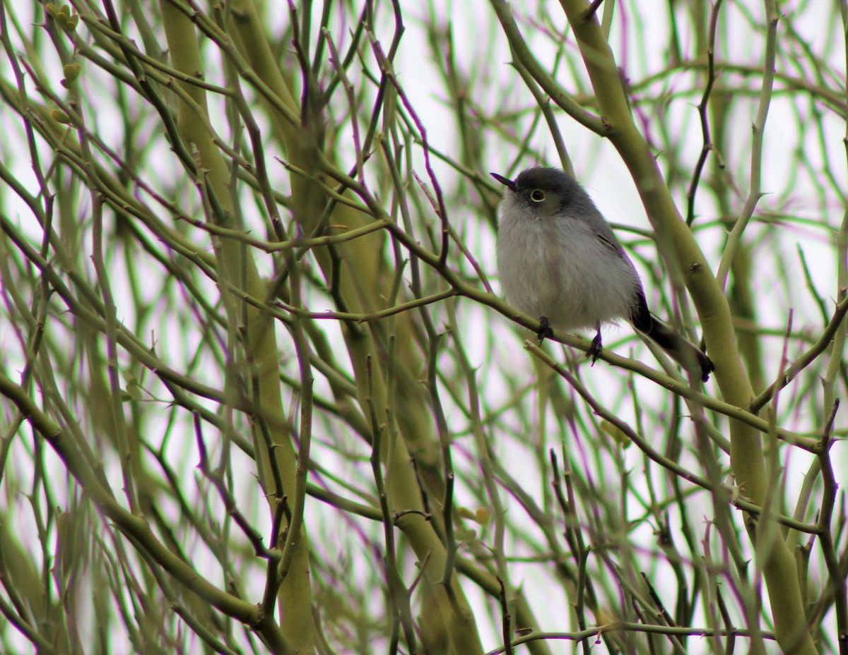 Black-tailed Gnatcatcher - David Lerwill