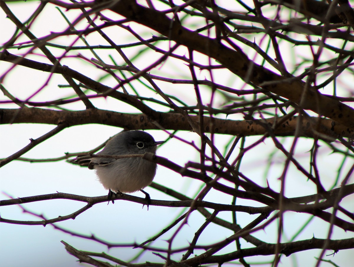 Black-tailed Gnatcatcher - David Lerwill