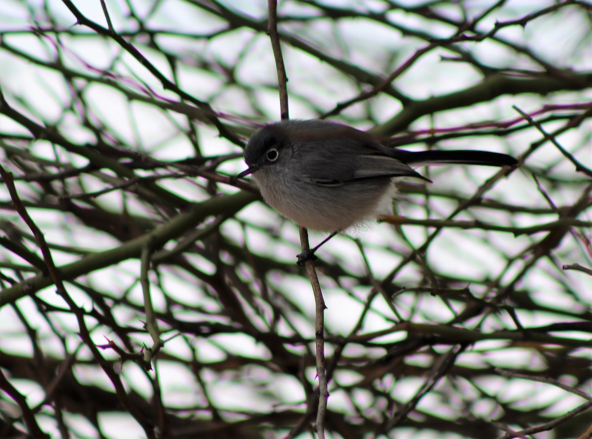 Black-tailed Gnatcatcher - David Lerwill