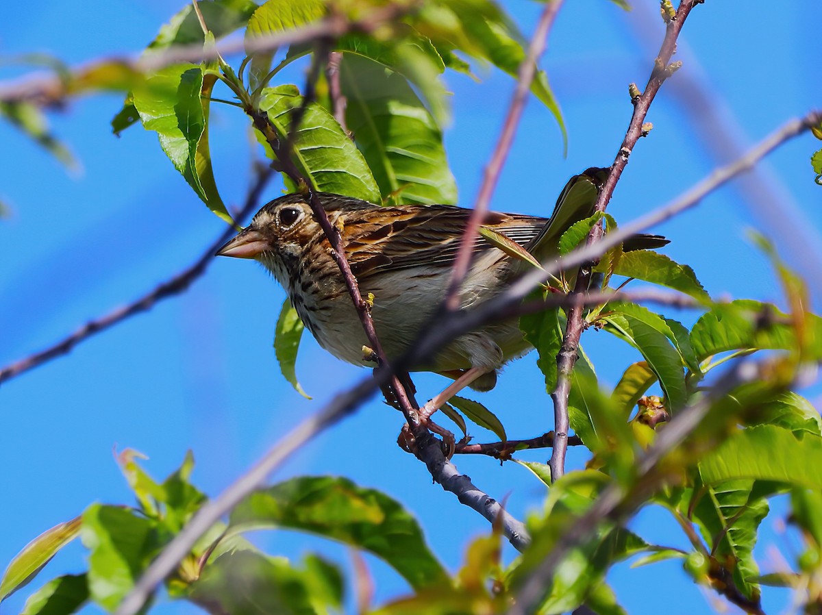 Vesper Sparrow - ML458915221