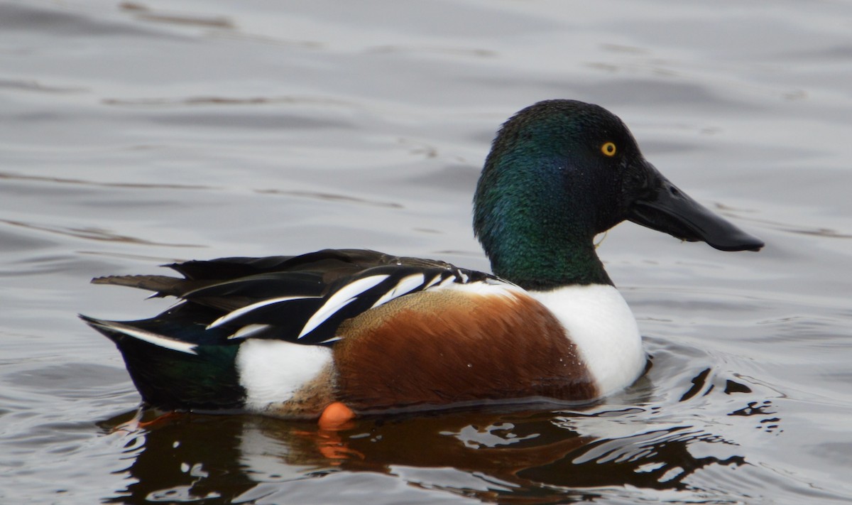 Northern Shoveler - Andrew Moore