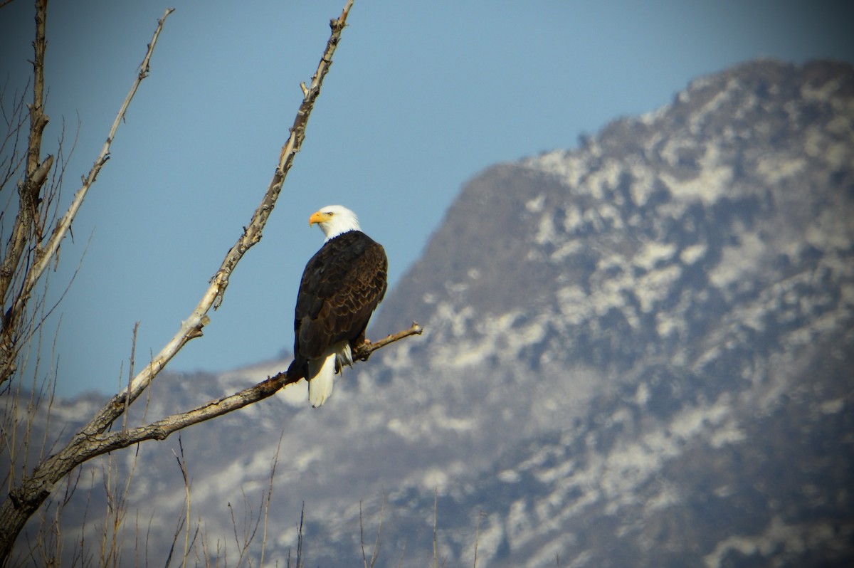 Bald Eagle - Andrew Moore