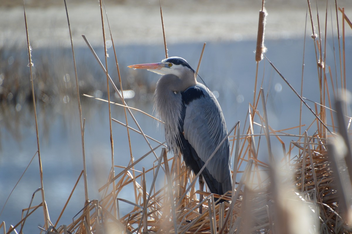 Great Blue Heron - ML458915891