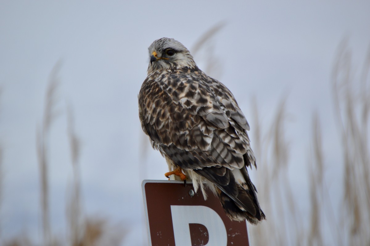 Rough-legged Hawk - Andrew Moore