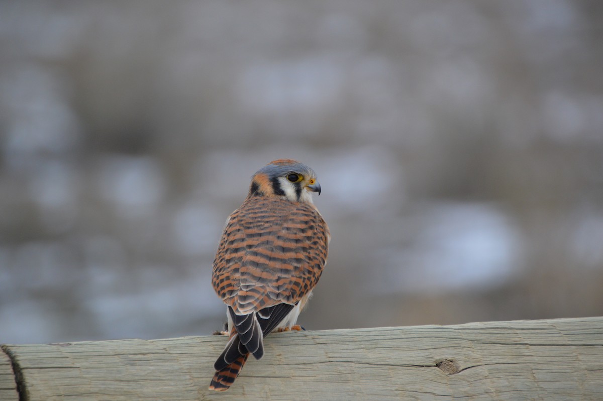 American Kestrel - Andrew Moore