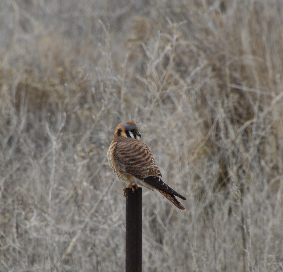 American Kestrel - ML458916341