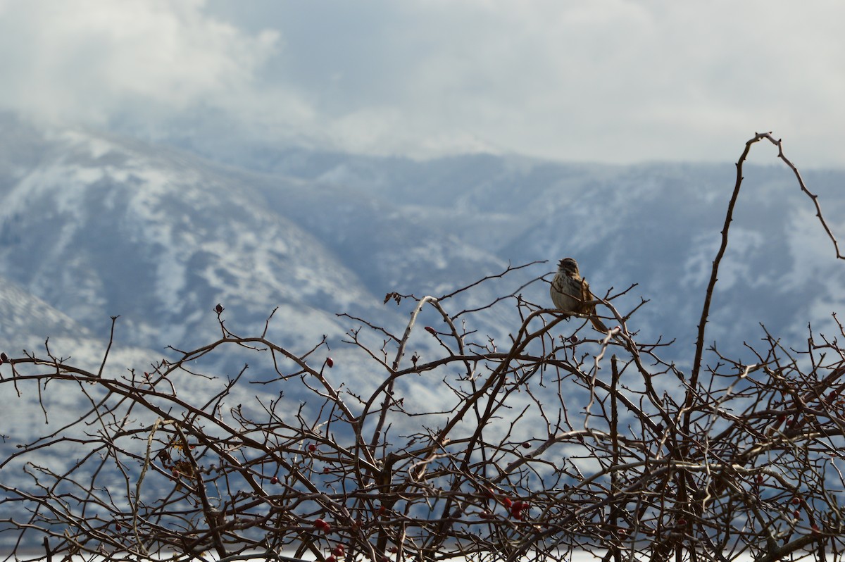 Song Sparrow - Andrew Moore