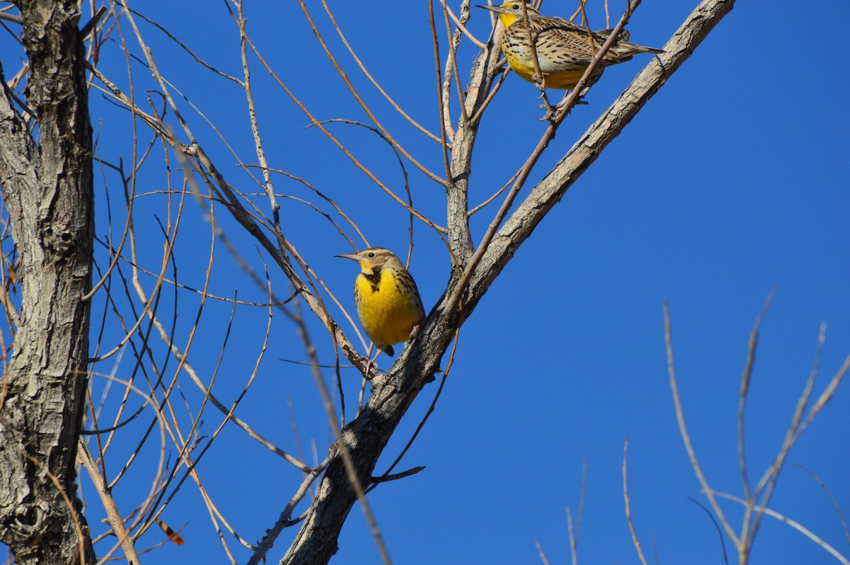 Western Meadowlark - Andrew Moore