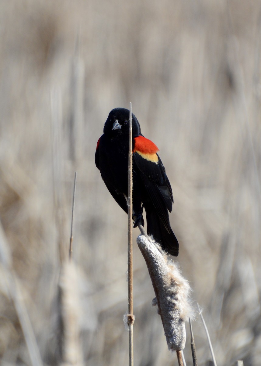 Red-winged Blackbird - Andrew Moore
