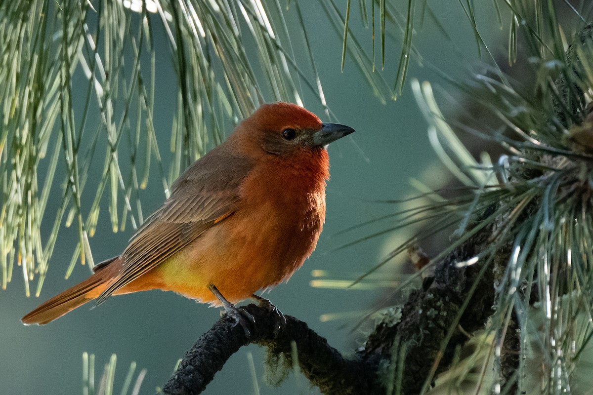 Hepatic Tanager - ML458917531