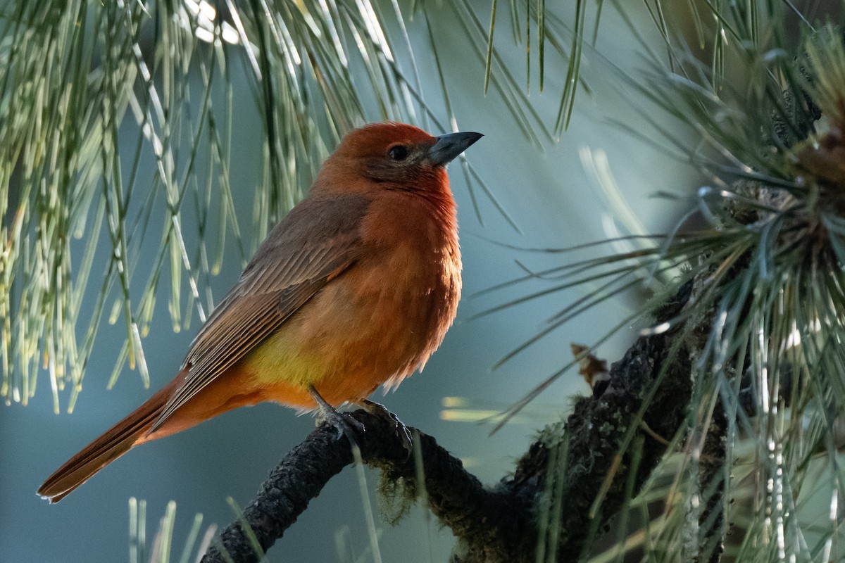 Hepatic Tanager - ML458917551