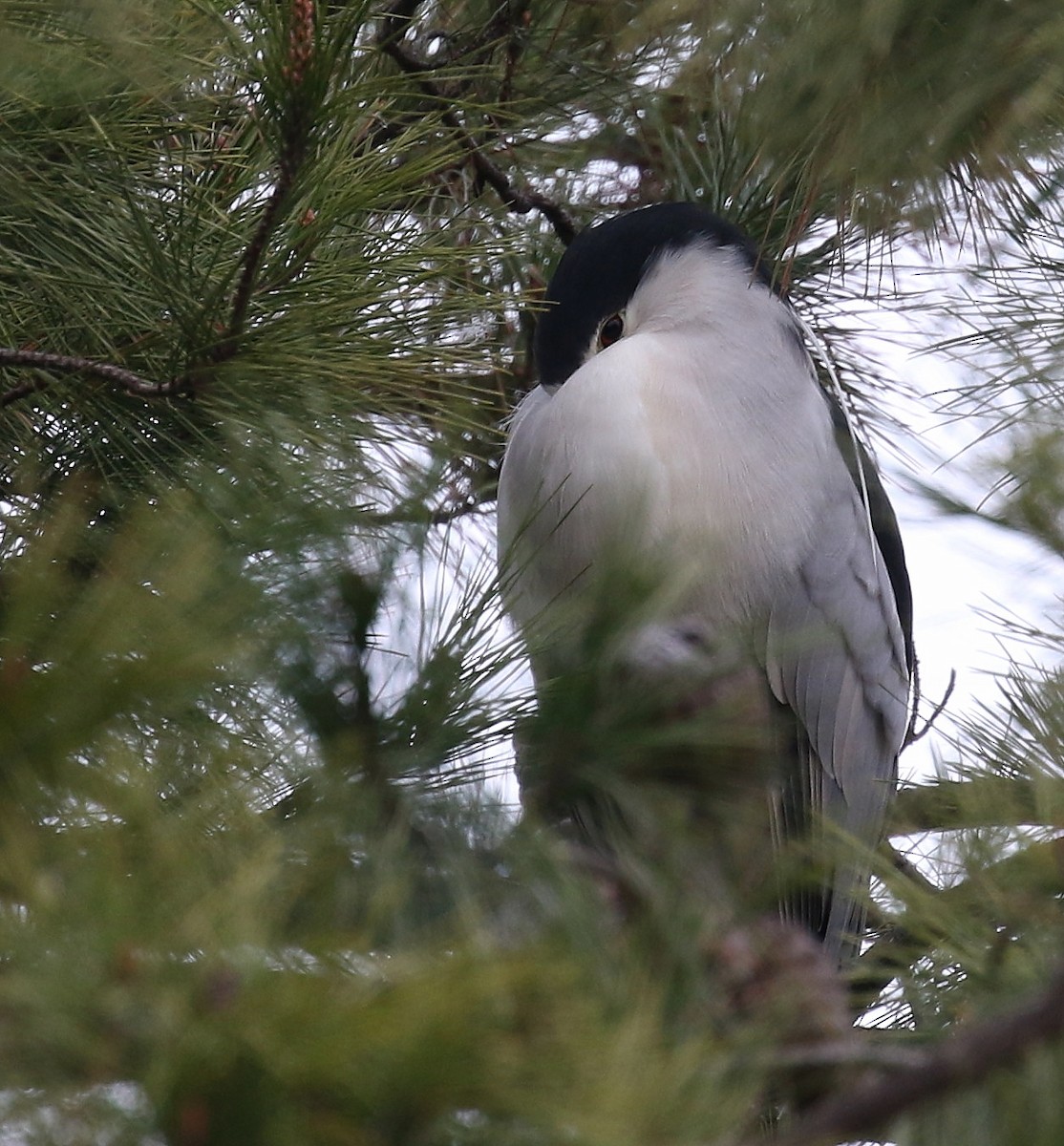 Black-crowned Night Heron - ML45891901