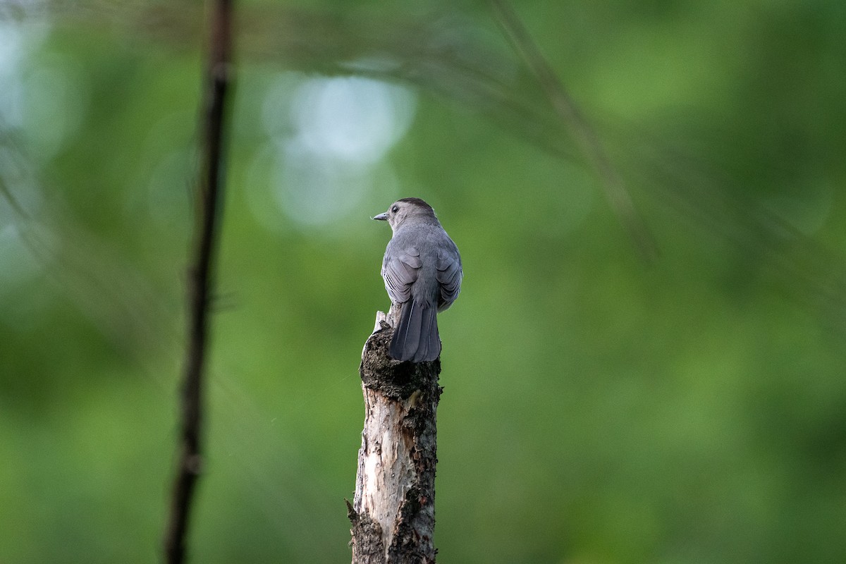 Pájaro Gato Gris - ML458919051