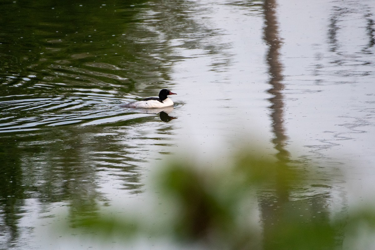 Common Merganser - Richard Littauer