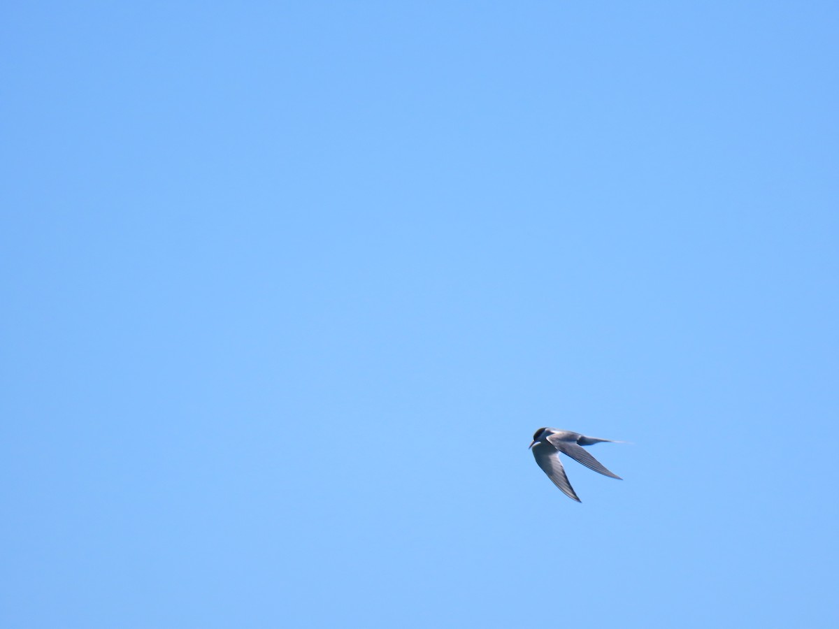 Arctic Tern - ML458919851