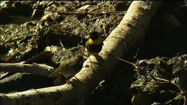 Cuban Grassquit - ML458920