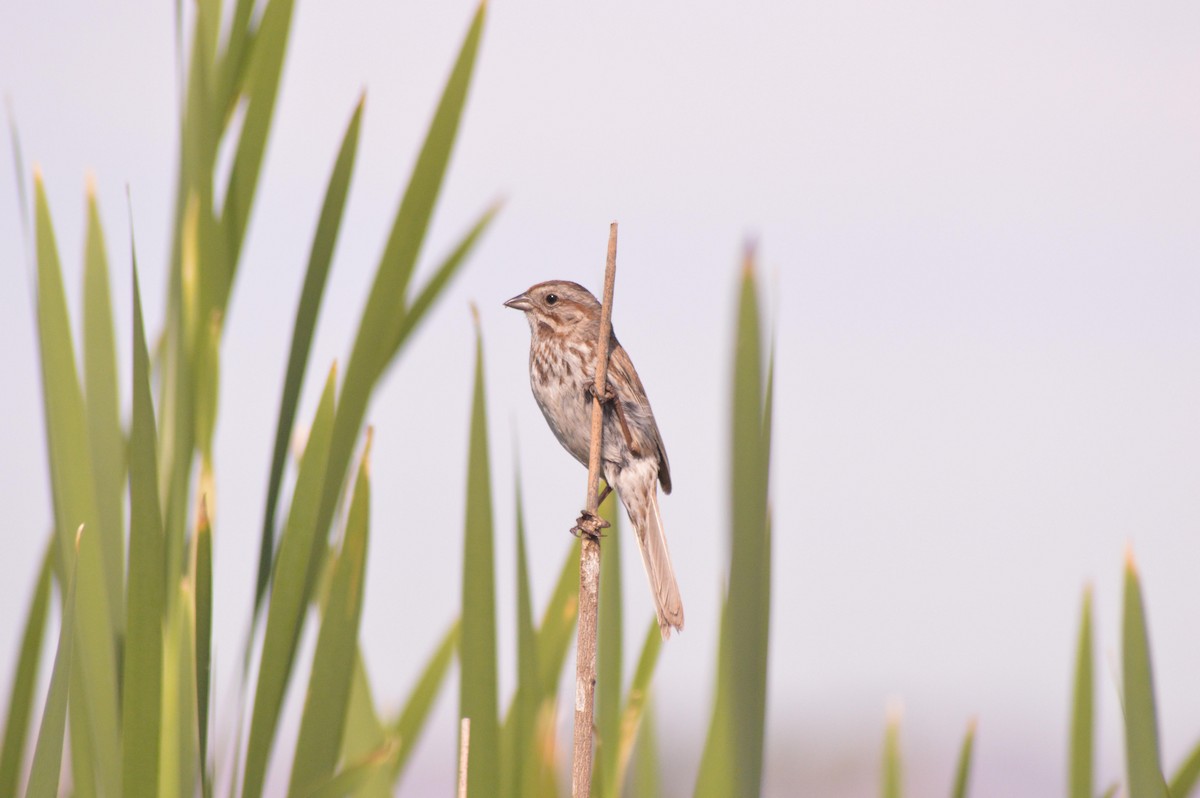 Song Sparrow - Andrew Moore