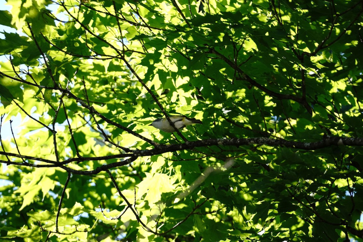 Blue-headed Vireo - ML458920901