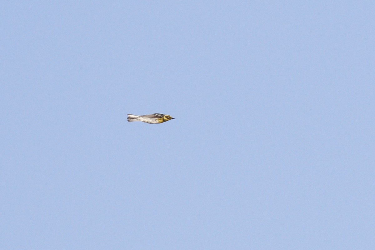 Townsend's Warbler - Ted Keyel