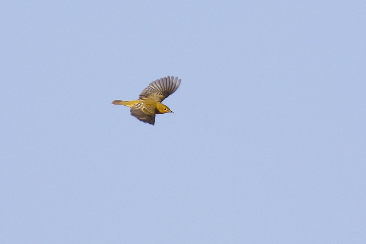 Yellow Warbler - Ted Keyel