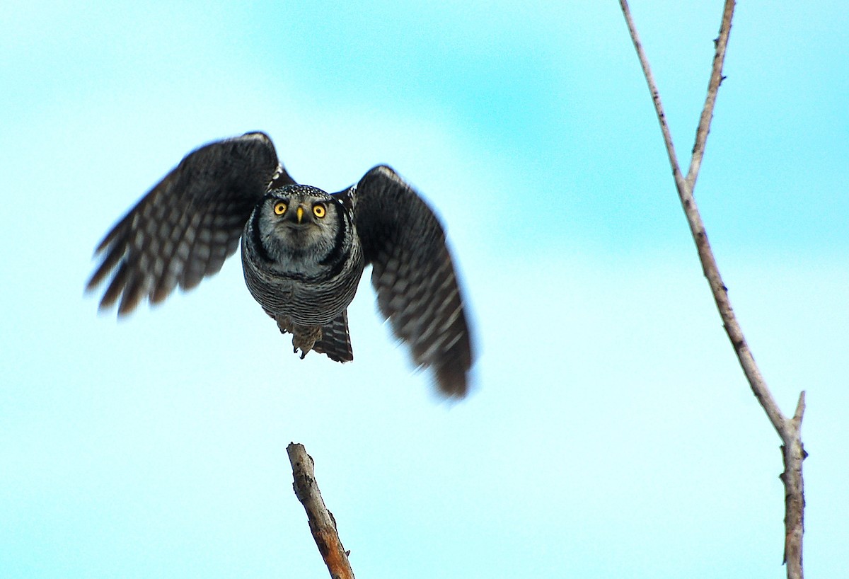 Northern Hawk Owl - ML45892181