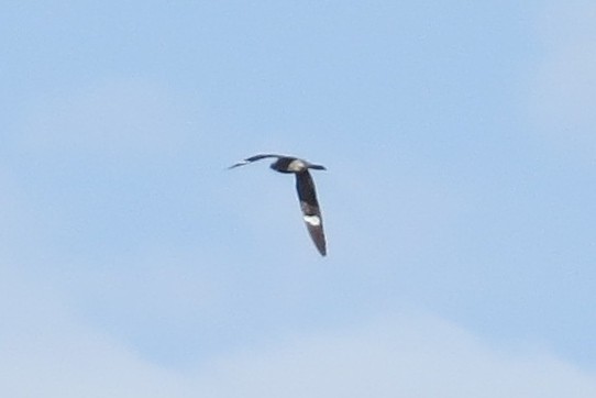 Common Nighthawk - Merri R