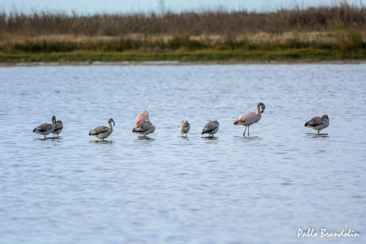 Flamant du Chili - ML458926011