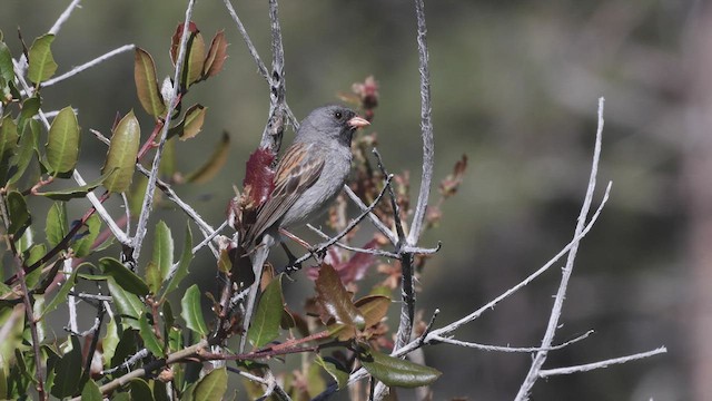 Black-chinned Sparrow - ML458929331