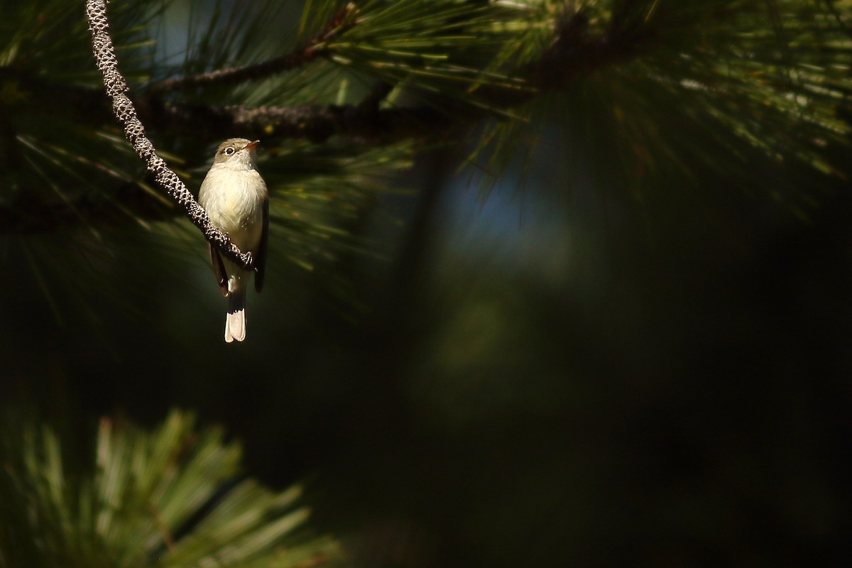Least Flycatcher - ML458932581