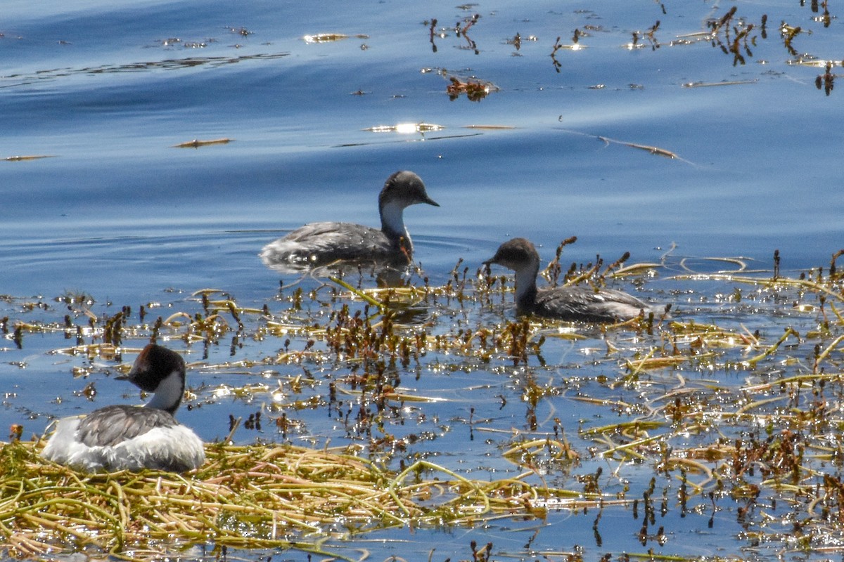 Silbertaucher (occipitalis) - ML458934771