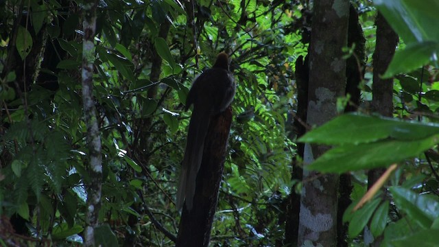 Brown Sicklebill - ML458936