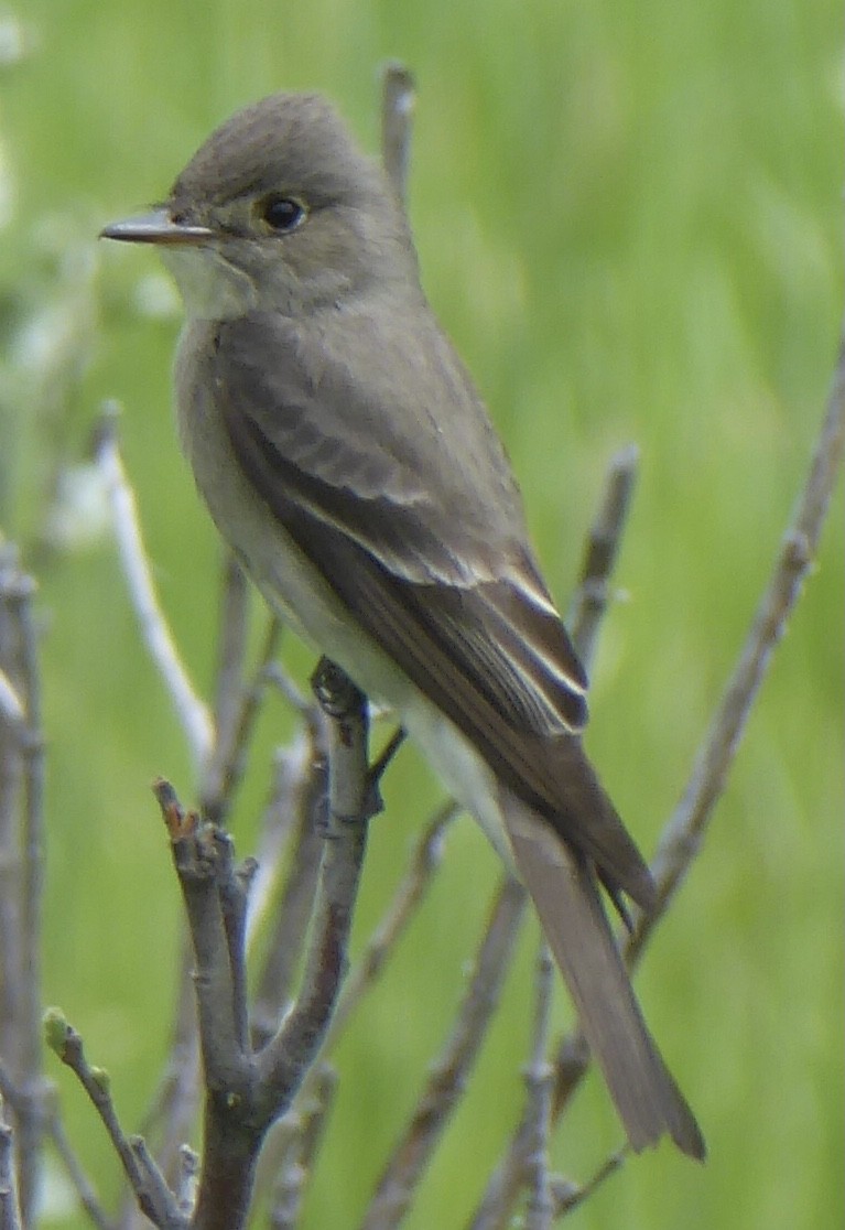 Western Wood-Pewee - ML458936481