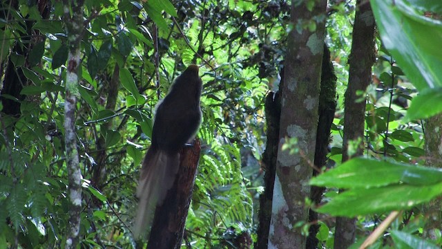 Brown Sicklebill - ML458937