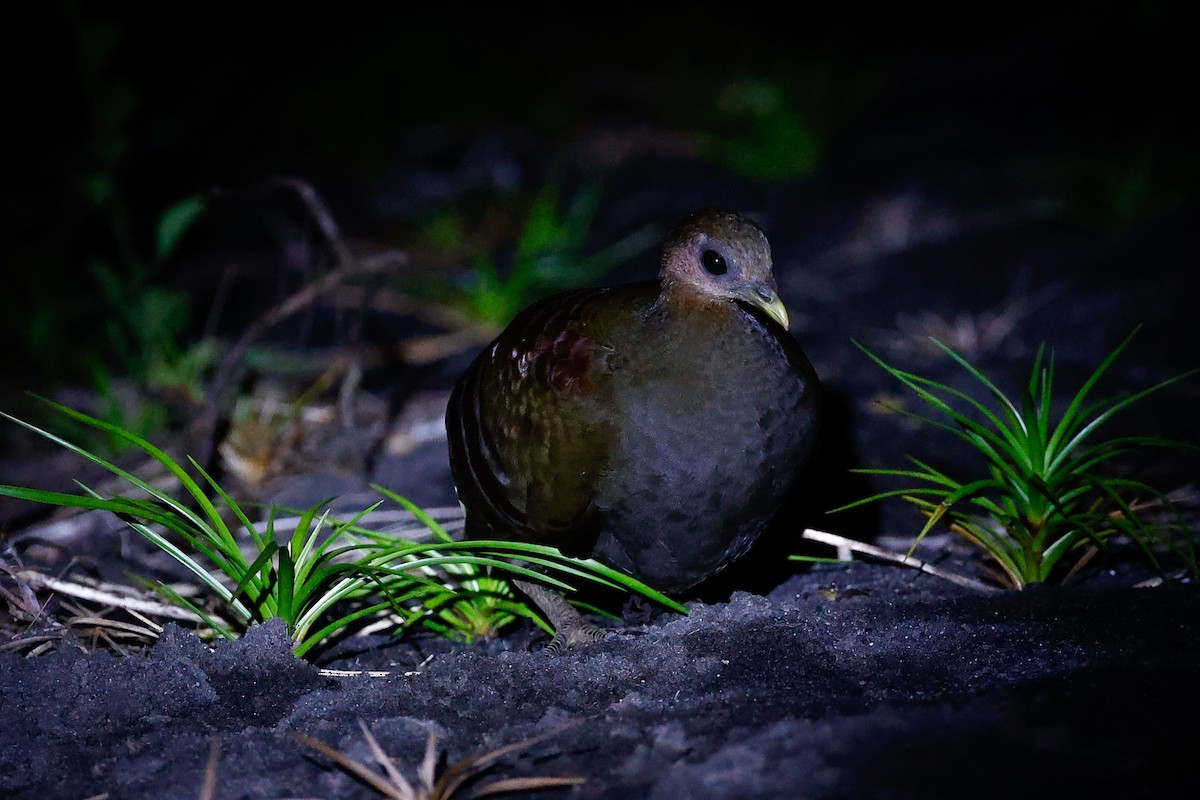 Moluccan Megapode - ML458937091