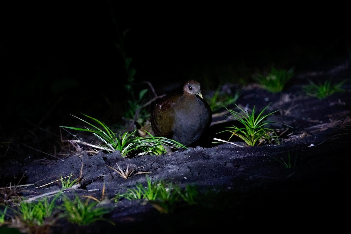 Wallace-Großfußhuhn - ML458937131