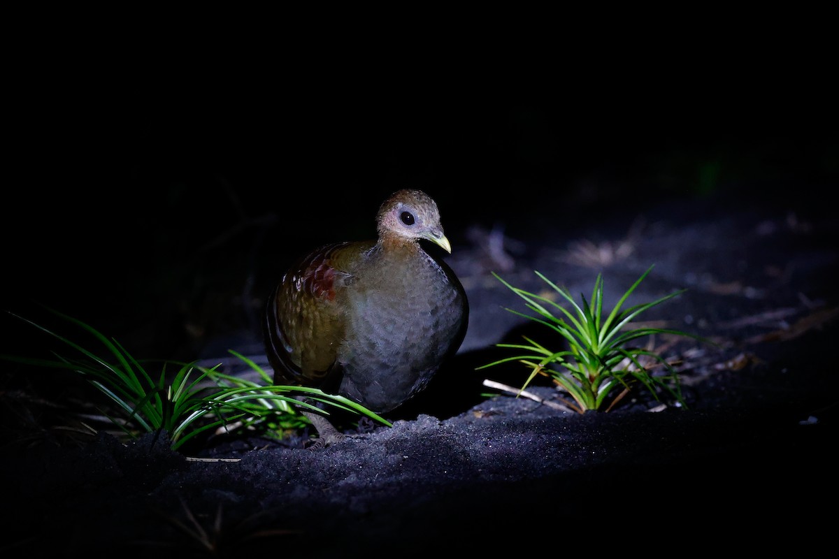 Moluccan Megapode - ML458937161