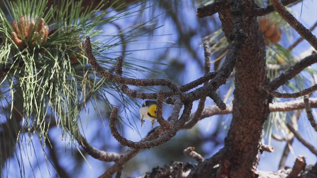 barnålparula - ML458937721