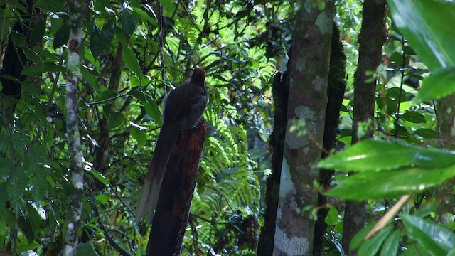 Brown Sicklebill - ML458938