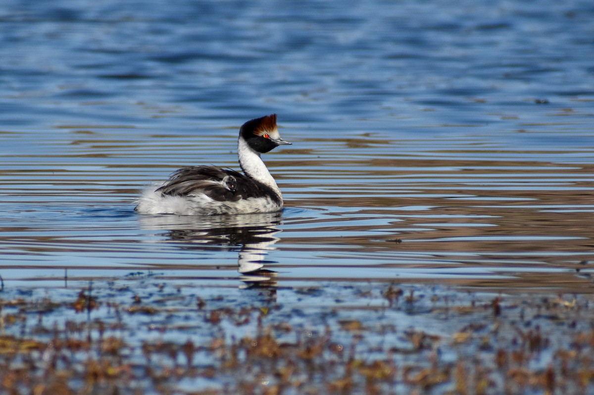 Hooded Grebe - ML458938011